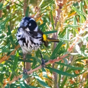 Phylidonyris novaehollandiae (New Holland Honeyeater) at ANBG by WHall