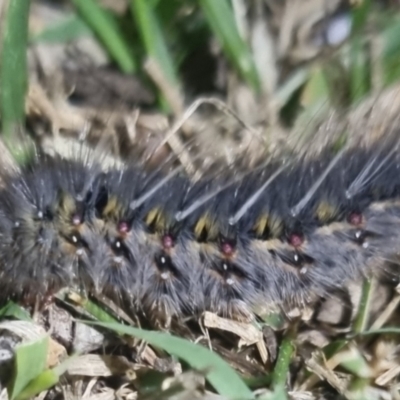 Anthela ocellata (Eyespot Anthelid moth) at Bungendore, NSW - 23 Apr 2024 by clarehoneydove