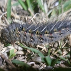 Anthela ocellata at QPRC LGA - 23 Apr 2024