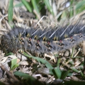 Anthela ocellata at QPRC LGA - 23 Apr 2024