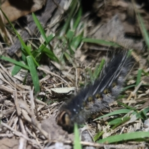 Anthela ocellata at QPRC LGA - 23 Apr 2024