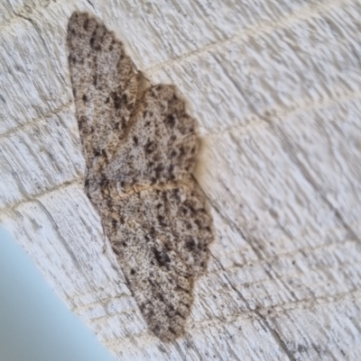 Thallogama nigraria (Black Bark Moth) by clarehoneydove