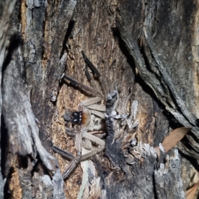 Delena cancerides (Social huntsman spider) at QPRC LGA - 23 Apr 2024 by clarehoneydove