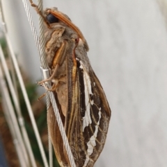 Abantiades (genus) (A Swift or Ghost moth) at Jindabyne, NSW - 17 Apr 2024 by smonteith