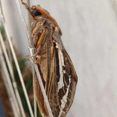 Abantiades (genus) (A Swift or Ghost moth) at Jindabyne, NSW - 17 Apr 2024 by smonteith
