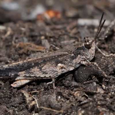 Pycnostictus seriatus (Common Bandwing) at ANBG - 23 Apr 2024 by TimL