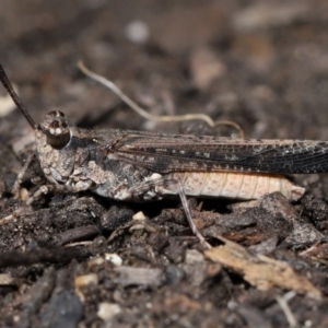 Pycnostictus seriatus at ANBG - 23 Apr 2024