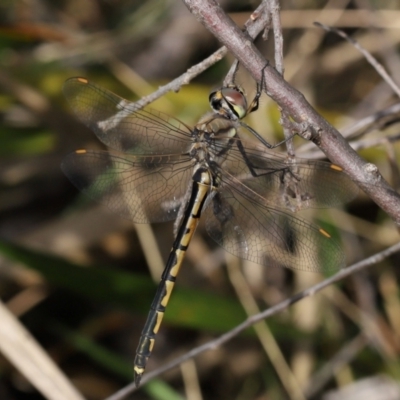 Hemicordulia tau (Tau Emerald) at ANBG - 23 Apr 2024 by TimL