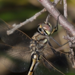 Hemicordulia tau at ANBG - 23 Apr 2024