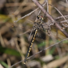 Hemicordulia tau at ANBG - 23 Apr 2024