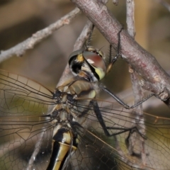 Hemicordulia tau at ANBG - 23 Apr 2024