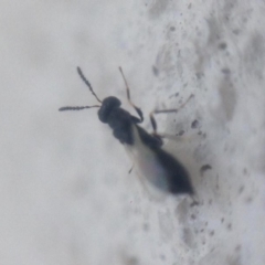 Tetramesa sp. (genus) at Baldivis, WA - 16 May 2023