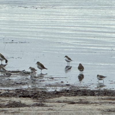 Anarhynchus bicinctus (Double-banded Plover) at Yanakie, VIC - 21 Apr 2024 by Louisab