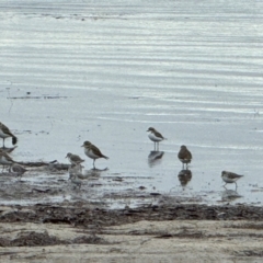 Anarhynchus bicinctus (Double-banded Plover) at Yanakie, VIC - 20 Apr 2024 by Louisab