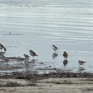 Anarhynchus bicinctus (Double-banded Plover) at suppressed by Louisab