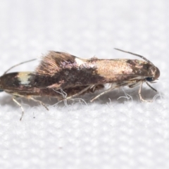 Heliozela (genus) (Heliozelidae moth) by DianneClarke