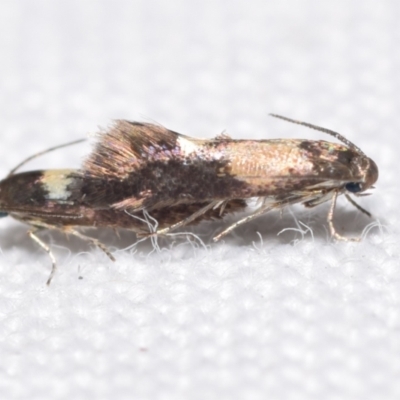 Heliozela (genus) (Heliozelidae moth) at suppressed - 23 Apr 2024 by DianneClarke