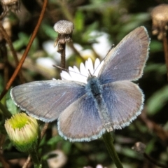 Zizina otis (Common Grass-Blue) at Drouin, VIC - 9 Apr 2024 by Petesteamer
