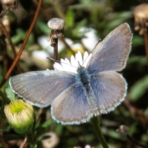 Zizina otis (Common Grass-Blue) at Drouin, VIC by Petesteamer