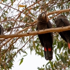Calyptorhynchus lathami (Glossy Black-Cockatoo) at Wingecarribee Local Government Area - 21 Apr 2024 by Aussiegall