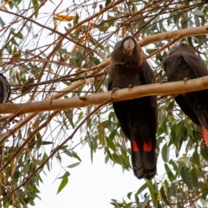 Calyptorhynchus lathami lathami at Penrose - suppressed