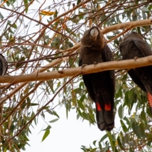Calyptorhynchus lathami (Glossy Black-Cockatoo) at Penrose by Aussiegall