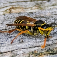 Vespula germanica at Drouin, VIC - 15 Apr 2024 by Petesteamer