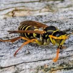 Unidentified Social or paper-nest wasp (Vespidae, Polistinae or Vespinae) at Drouin, VIC - 15 Apr 2024 by Petesteamer