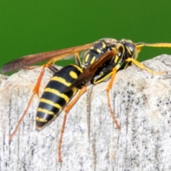 Polistes (Polistes) chinensis at Drouin, VIC - 15 Apr 2024 01:08 PM