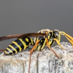 Polistes (Polistes) chinensis at Drouin, VIC - 15 Apr 2024 01:08 PM