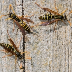 Vespula germanica at Drouin, VIC - 15 Apr 2024