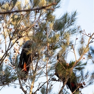 Calyptorhynchus lathami lathami at Wingello - 23 Apr 2024