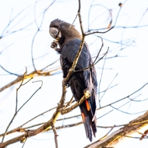 Calyptorhynchus lathami (Glossy Black-Cockatoo) at Wingello by Aussiegall