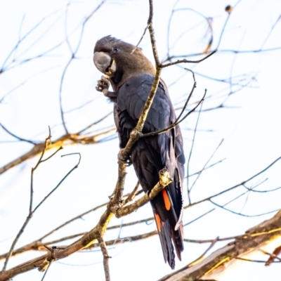 Calyptorhynchus lathami (Glossy Black-Cockatoo) at Wingecarribee Local Government Area - 23 Apr 2024 by Aussiegall