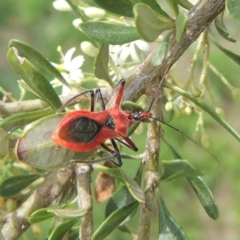 Gminatus australis (Orange assassin bug) at Pollinator-friendly garden Conder - 11 Dec 2023 by MichaelBedingfield