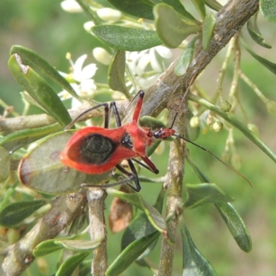 Gminatus australis (Orange assassin bug) at Pollinator-friendly garden Conder - 11 Dec 2023 by MichaelBedingfield