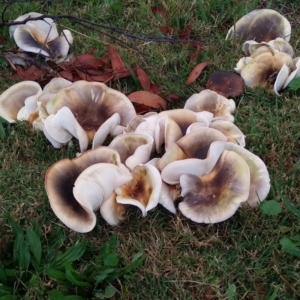 Omphalotus nidiformis (Ghost Fungus) at Towamba, NSW by NickWebb