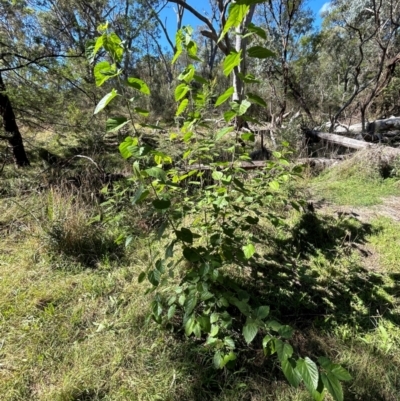 Morus sp. (genus) (Mulberry) at Mount Ainslie - 23 Apr 2024 by cmobbs