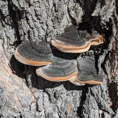 Unidentified Shelf-like to hoof-like & usually on wood at Yealering, WA - 23 Apr 2024 by LadyoftheLake