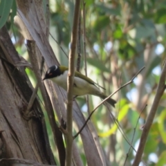 Melithreptus lunatus (White-naped Honeyeater) at Wattle Ridge - 17 Apr 2024 by Span102