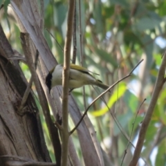 Melithreptus lunatus at Wattle Ridge - 17 Apr 2024