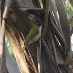 Melithreptus lunatus at Wattle Ridge - 17 Apr 2024