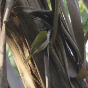 Melithreptus lunatus at Wattle Ridge - 17 Apr 2024