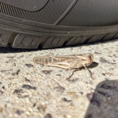 Locusta migratoria (A migratory locust) at Queanbeyan East, NSW - 24 Apr 2024 by LyndalT