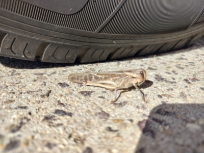 Locusta migratoria (A migratory locust) at QPRC LGA - 24 Apr 2024 by LyndalT