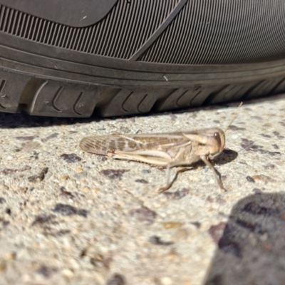 Locusta migratoria at QPRC LGA - 24 Apr 2024 by LyndalT