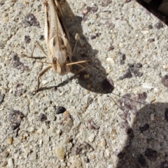 Locusta migratoria at QPRC LGA - 24 Apr 2024