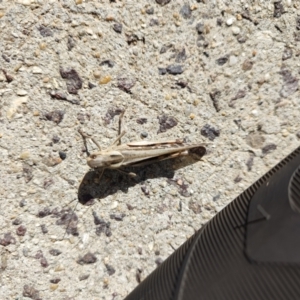 Locusta migratoria at QPRC LGA - 24 Apr 2024