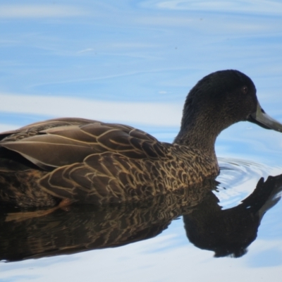 Anas platyrhynchos x superciliosa (Pacific Black Duck X Mallard (Hybrid)) at Wingecarribee Local Government Area - 15 Apr 2024 by Span102