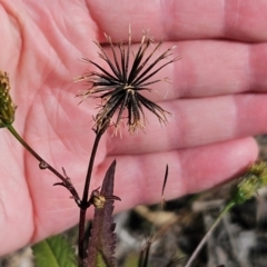 Bidens pilosa (Cobbler's Pegs, Farmer's Friend) at The Pinnacle - 23 Apr 2024 by sangio7